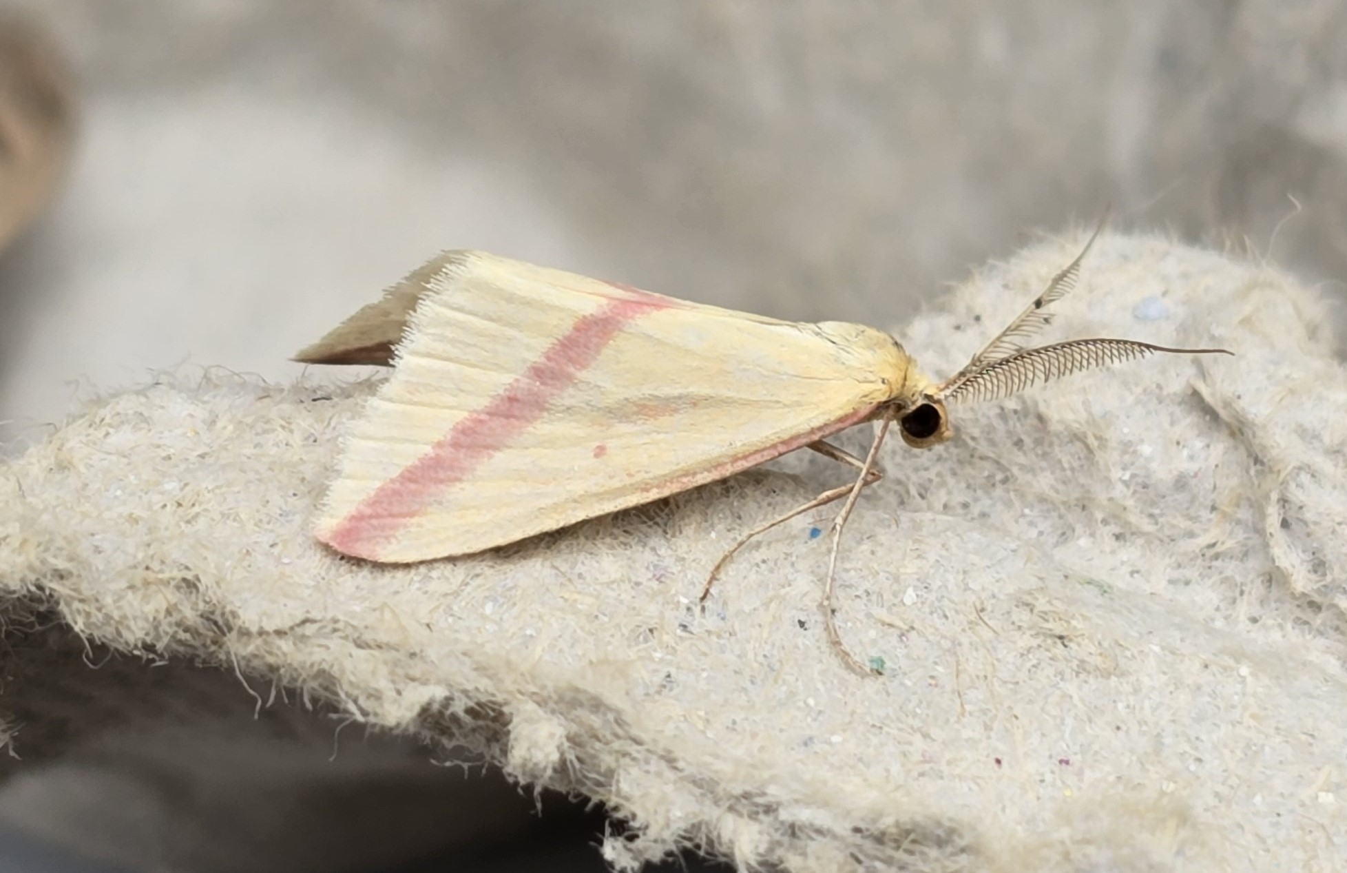 Photo of Vestal (Rhodometra sacraria)